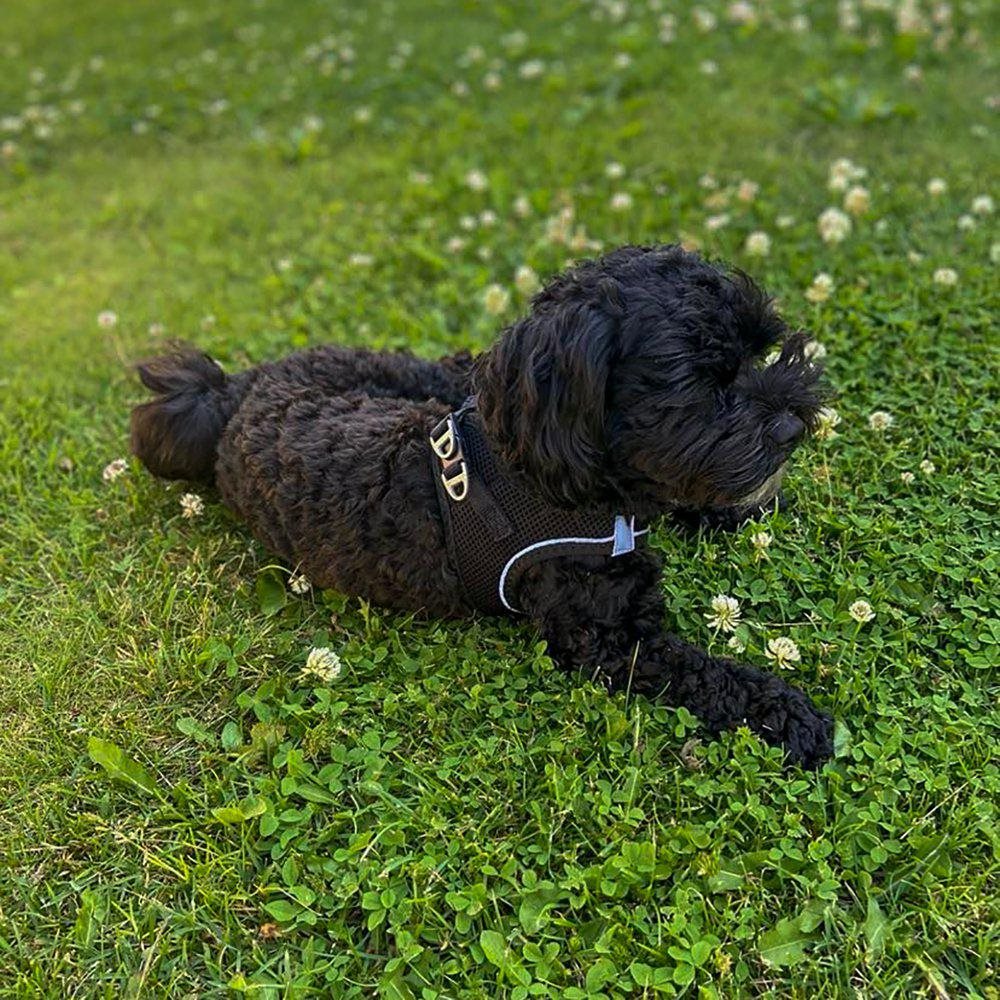 Sele Air-Mesh - Hundsele