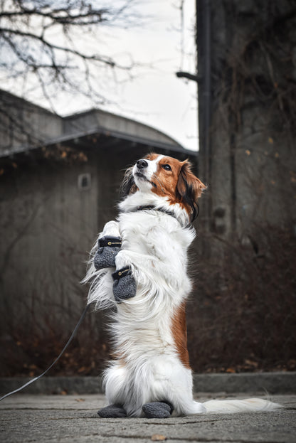 Hundskor Fleece 4p Grå