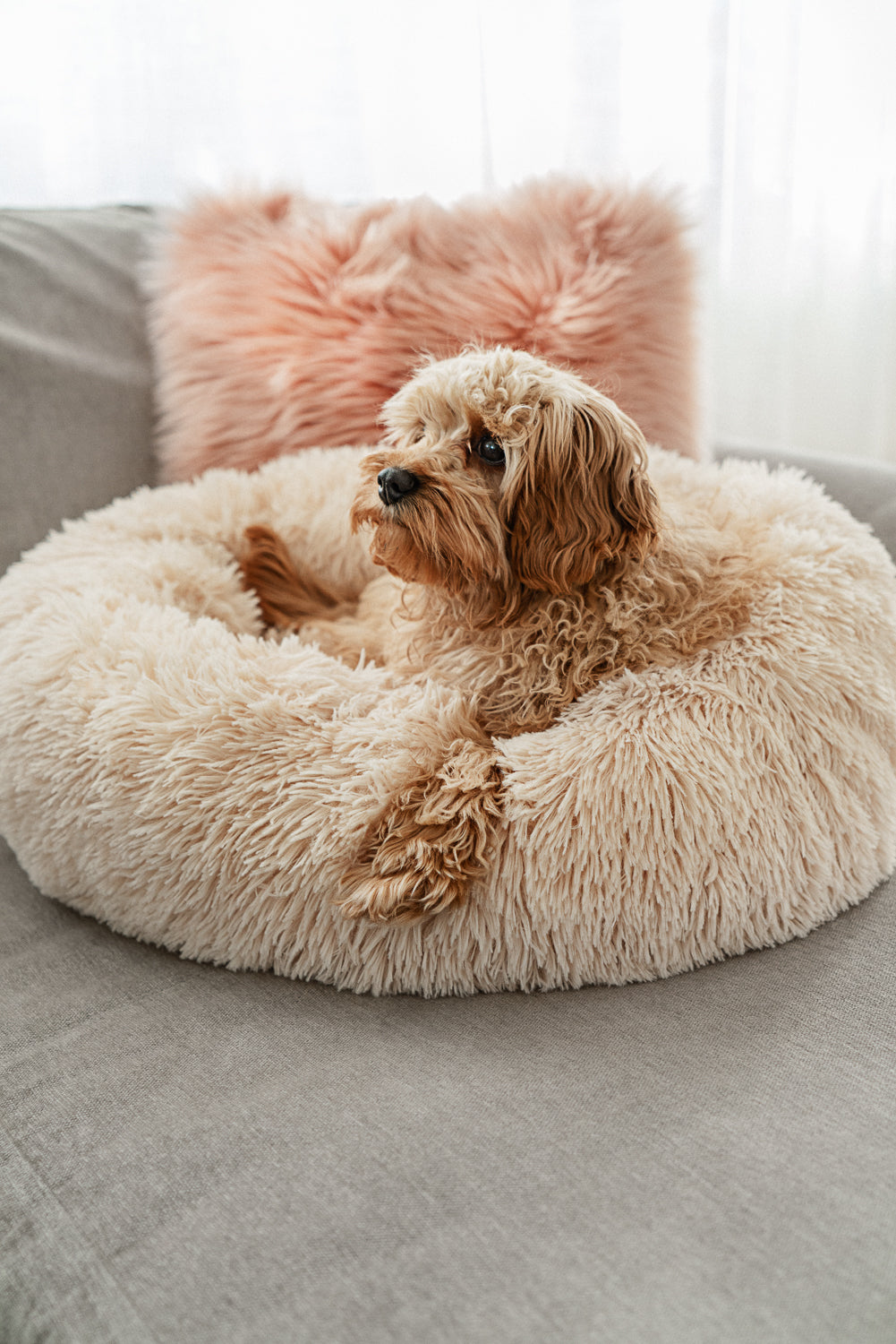 Liten hund vilar lugnt i beige WiggleBed hundbädd som ger djup och återhämtande sömn