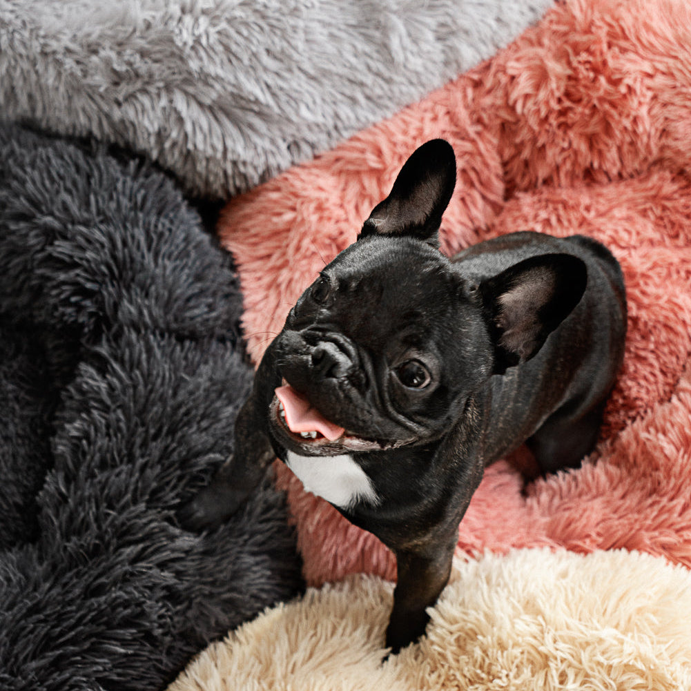 Fransk bulldog sitter på WiggleBed hundbäddar i beige, rosa och mörkgrå färger med mjuk, fluffig yta