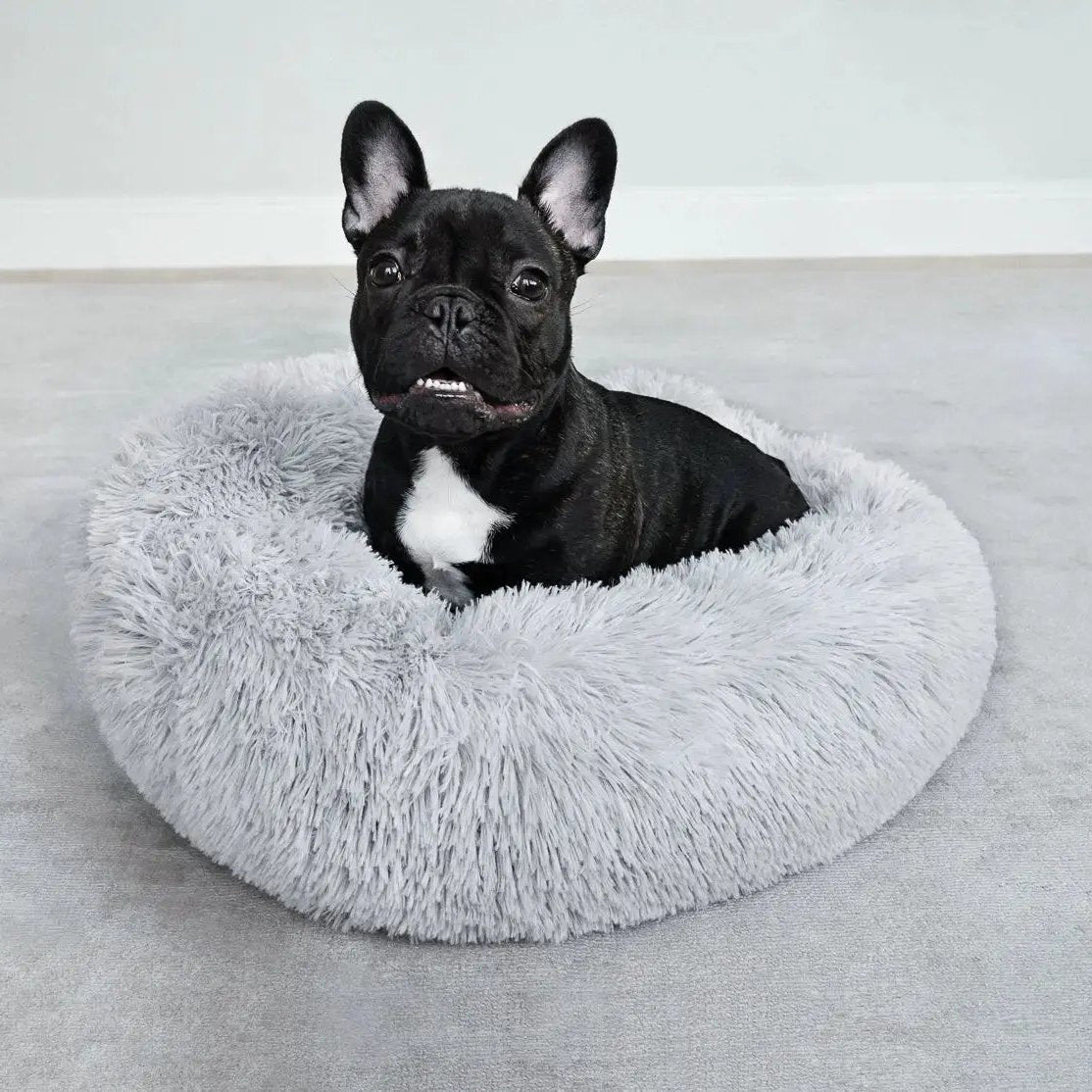 Fransk bulldog ligger bekvämt i ljusgrå WiggleBed hundbädd