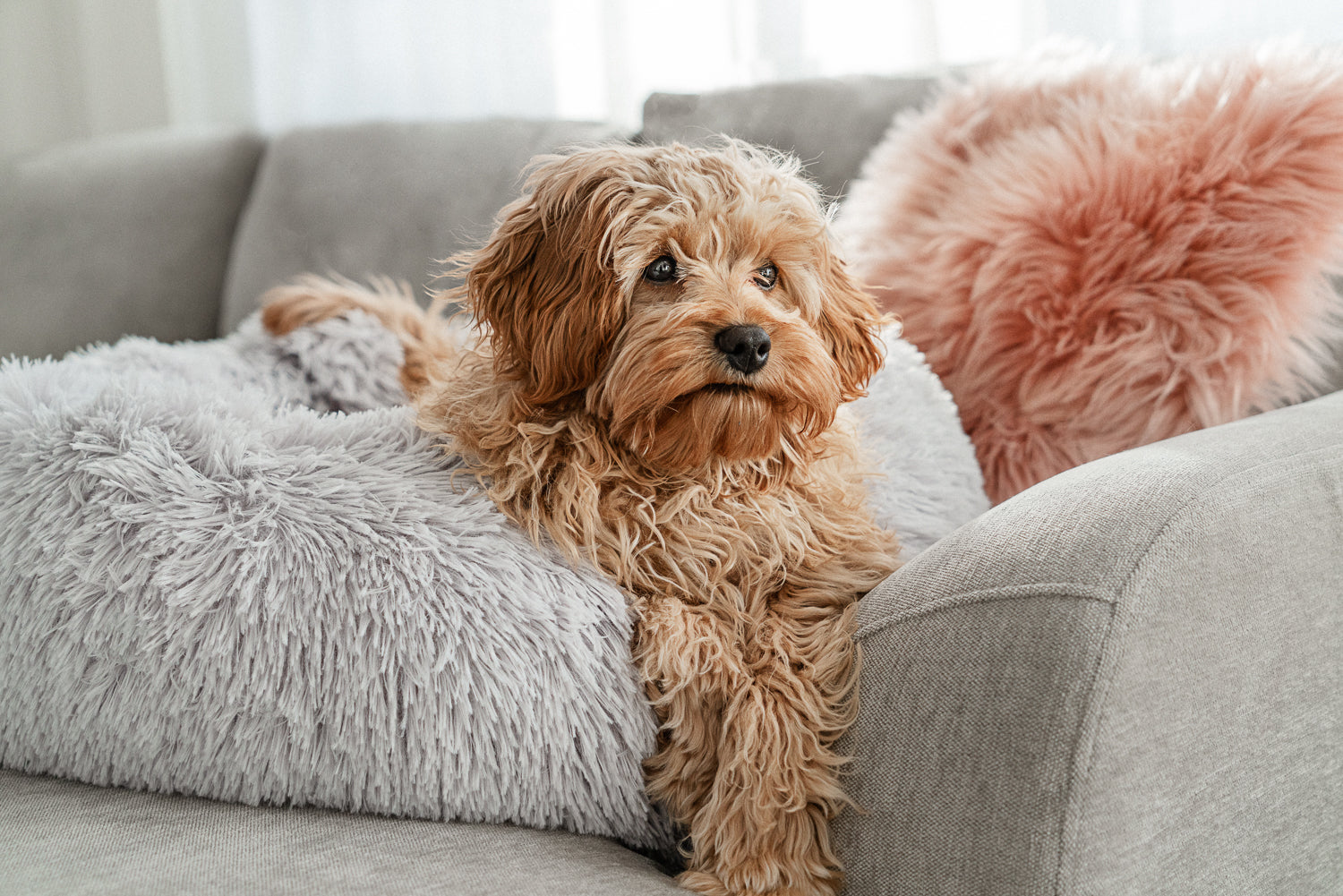 Liten hund vilar lugnt i ljusgra WiggleBed hundbädd som ger djup och återhämtande sömn