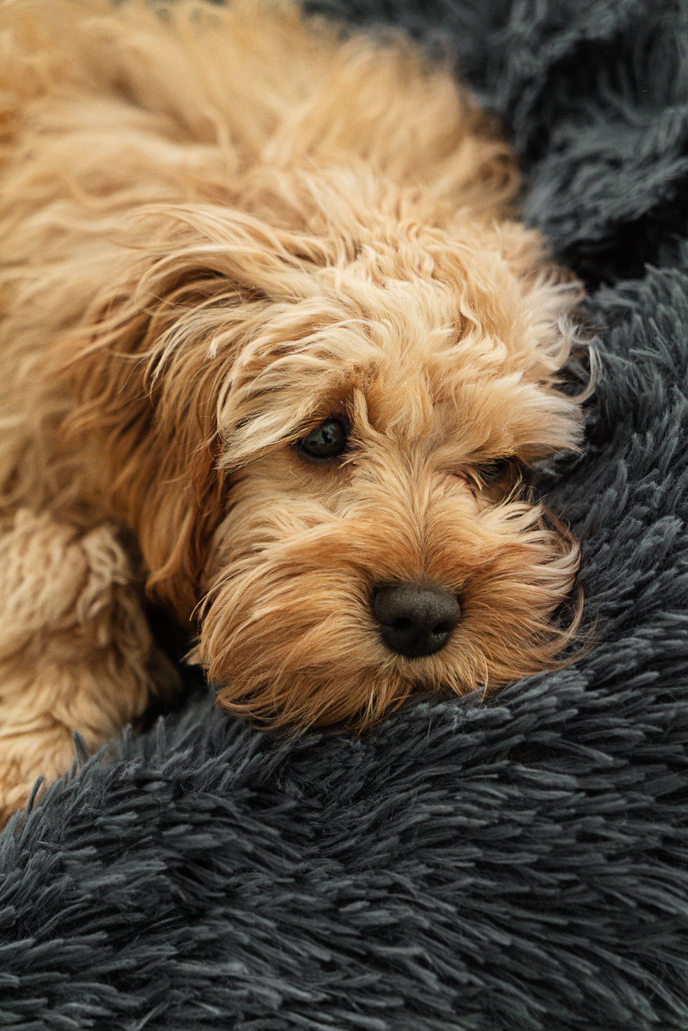 Hund sover tryggt i mörkgrå WiggleBed hundbädd med mjukt, formande material